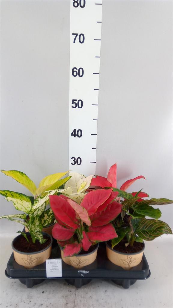 Горшечные цветы и растения оптом Aglaonema Kb ...mix от 6шт из Голландии с доставкой по России