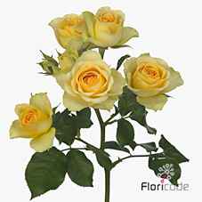 Срезанные цветы оптом Rosa sp bandolero от 30шт из Голландии с доставкой по России