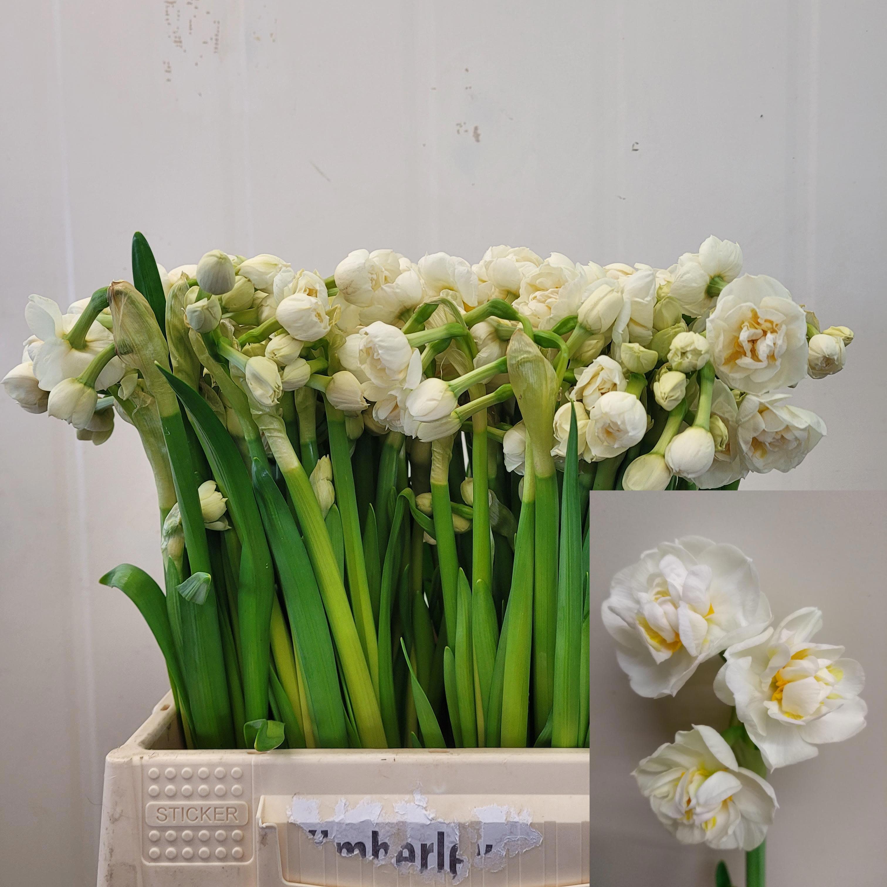 Срезанные цветы оптом Narcissus sp bridal crown от 100шт из Голландии с доставкой по России