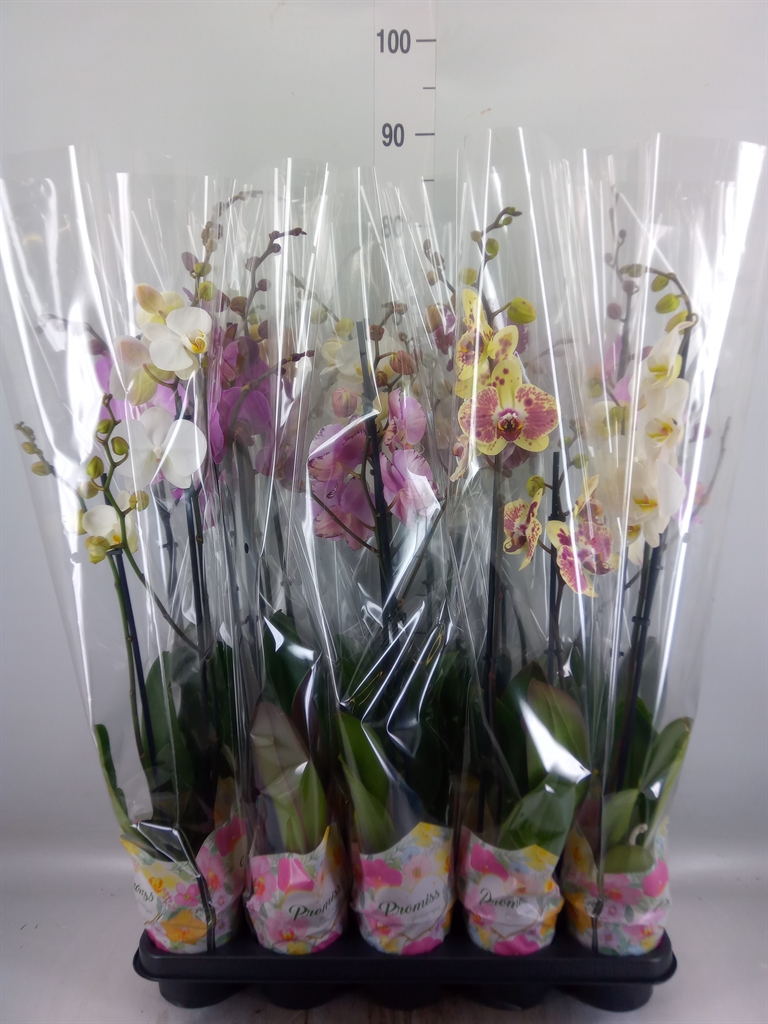 Горшечные цветы и растения оптом Phalaenopsis   ...mix  5 от 10шт из Голландии с доставкой по России