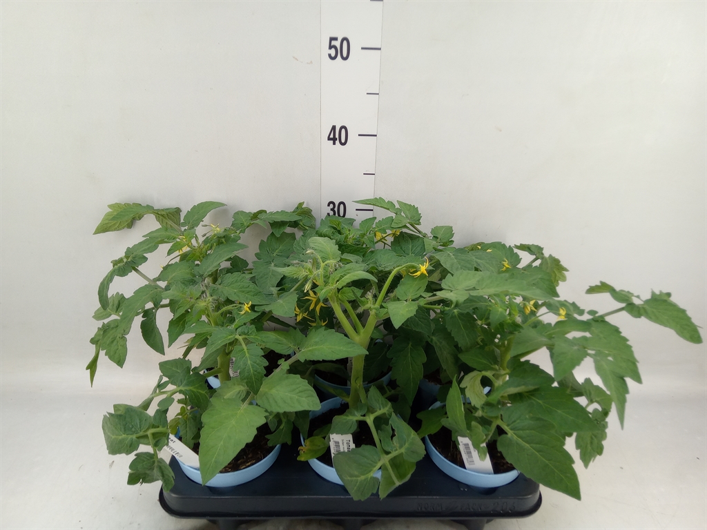 Горшечные цветы и растения оптом Solanum Lycopersicum   ... от 6шт из Голландии с доставкой по России