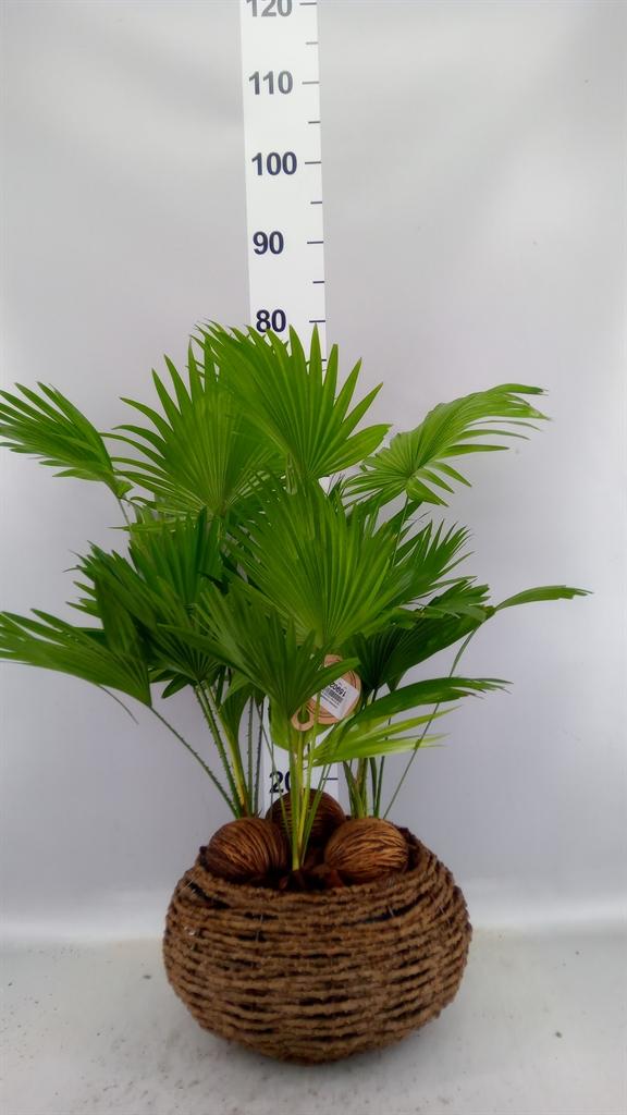 Горшечные цветы и растения оптом Livistona Rotundifolia от 1шт из Голландии с доставкой по России