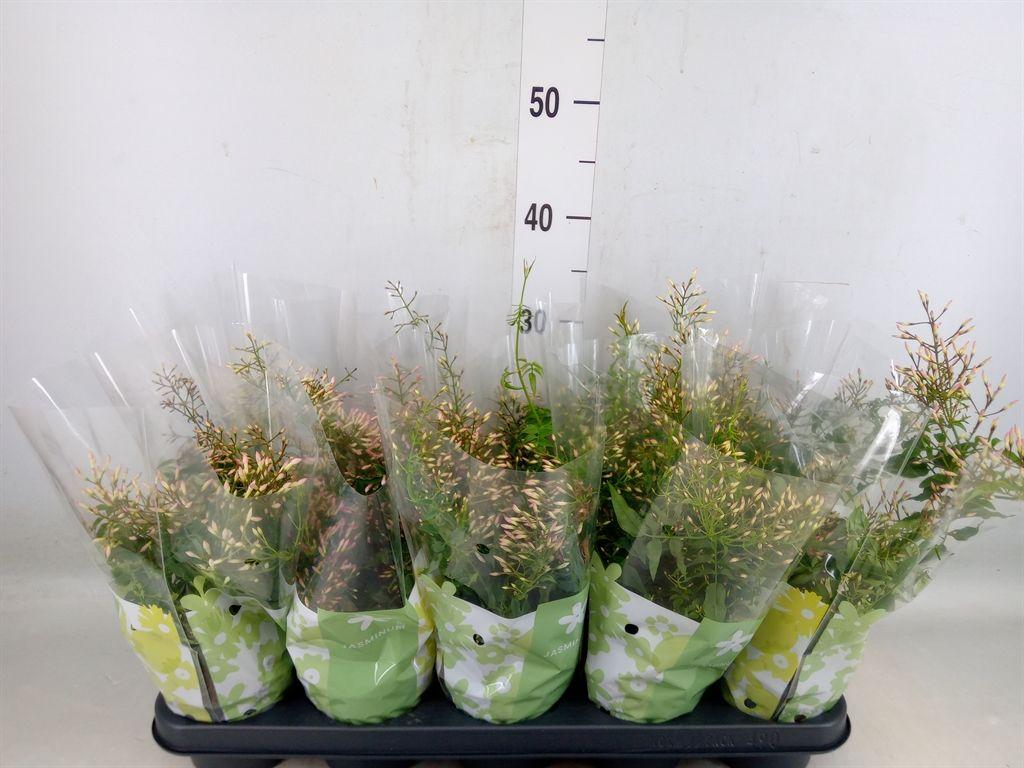 Горшечные цветы и растения оптом Jasminum Polyanthum от 10шт из Голландии с доставкой по России