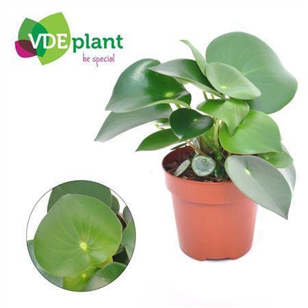 Горшечные цветы и растения оптом Peperomia Raindrop от 6шт из Голландии с доставкой по России