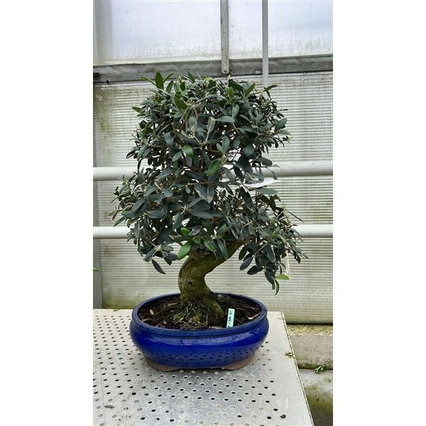 Горшечные цветы и растения оптом Bonsai Olea Europaea, Pot 30cm. Height 60. (single от 1шт из Голландии с доставкой по России