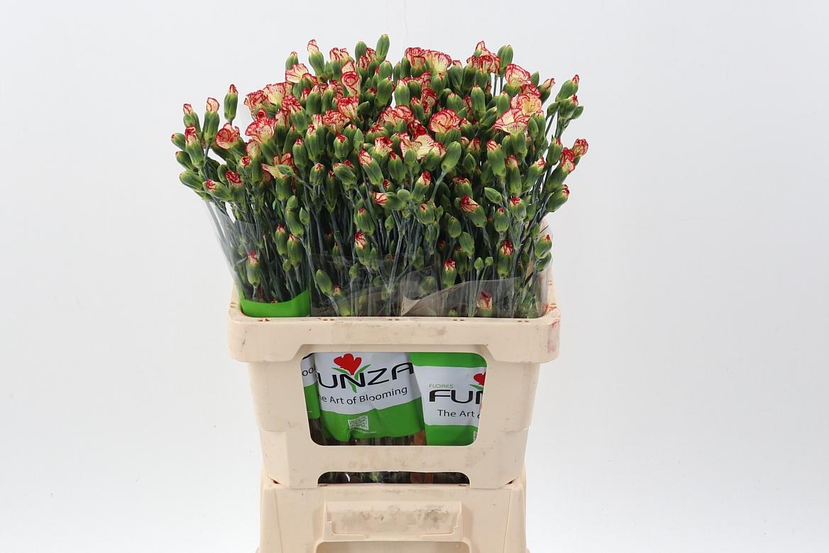 Срезанные цветы оптом Dianthus sp lala pinta от 100шт из Голландии с доставкой по России