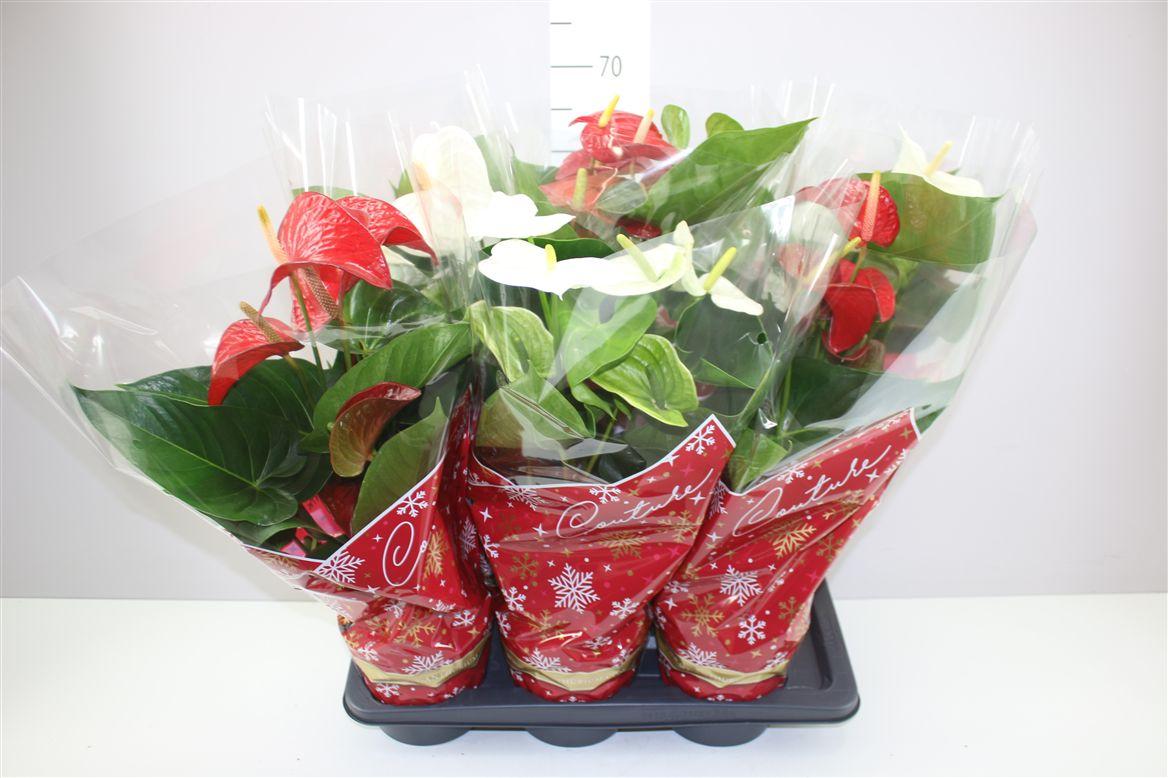 Горшечные цветы и растения оптом Anth An Rood Wit от 6шт из Голландии с доставкой по России