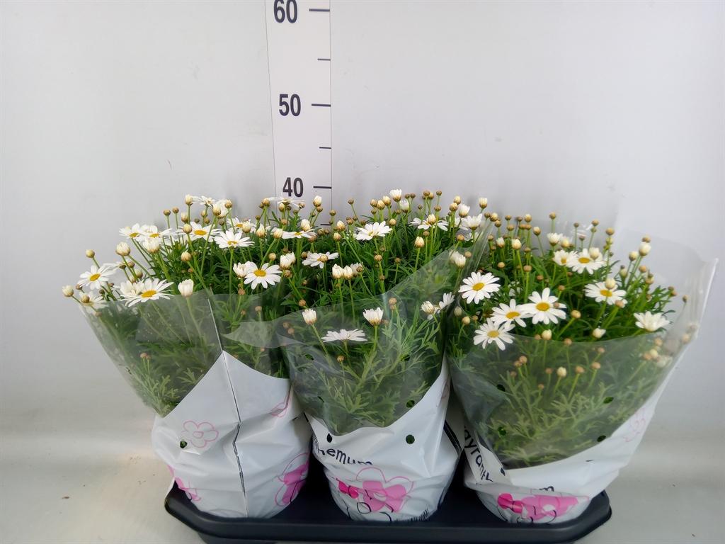 Горшечные цветы и растения оптом Argyranthemum   ... от 3шт из Голландии с доставкой по России