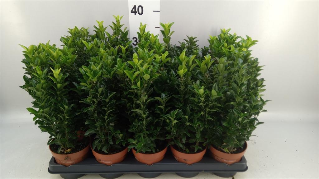 Горшечные цветы и растения оптом Euonymus Japon. green Spire от 15шт из Голландии с доставкой по России