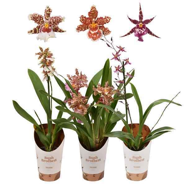 Горшечные цветы и растения оптом Odontoglossum 1st Mix от 12шт из Голландии с доставкой по России