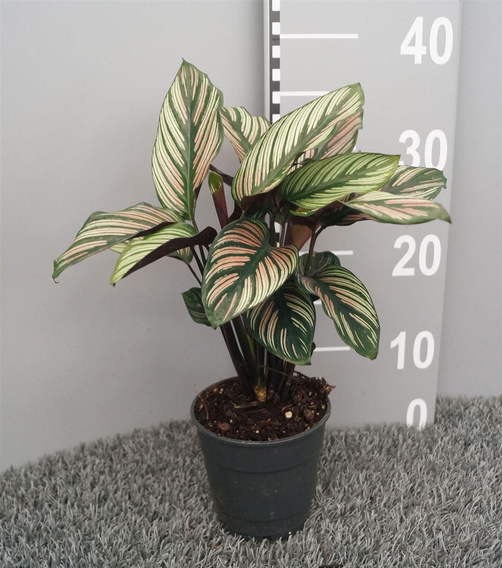Горшечные цветы и растения оптом Calathea Majestica Whitestripe от 6шт из Голландии с доставкой по России