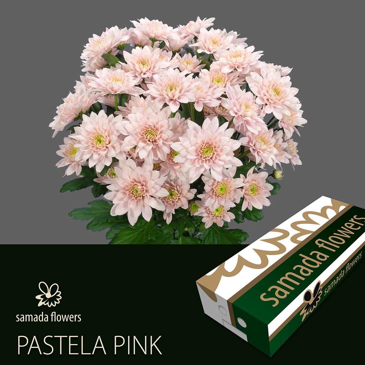 Срезанные цветы оптом Chrys sp pastela pink от 160шт из Голландии с доставкой по России