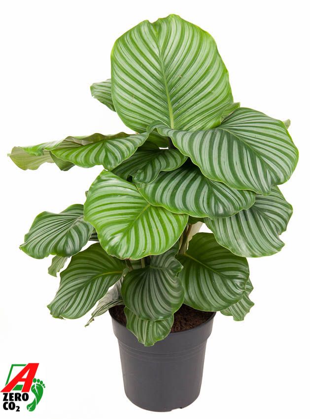 Горшечные цветы и растения оптом Calathea Orbifolia от 1шт из Голландии с доставкой по России
