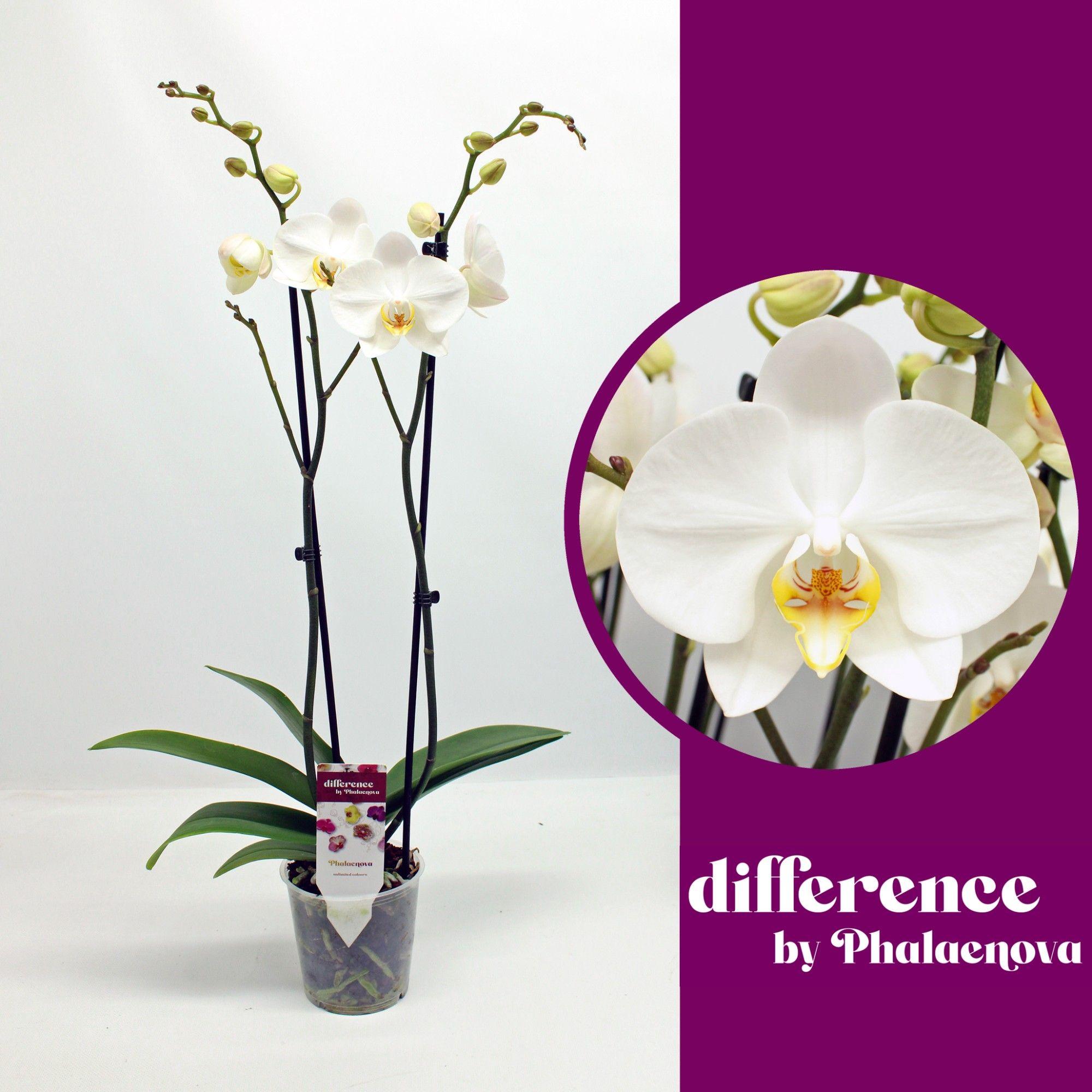 Горшечные цветы и растения оптом London 2-tak 60cm (groen) от 10шт из Голландии с доставкой по России