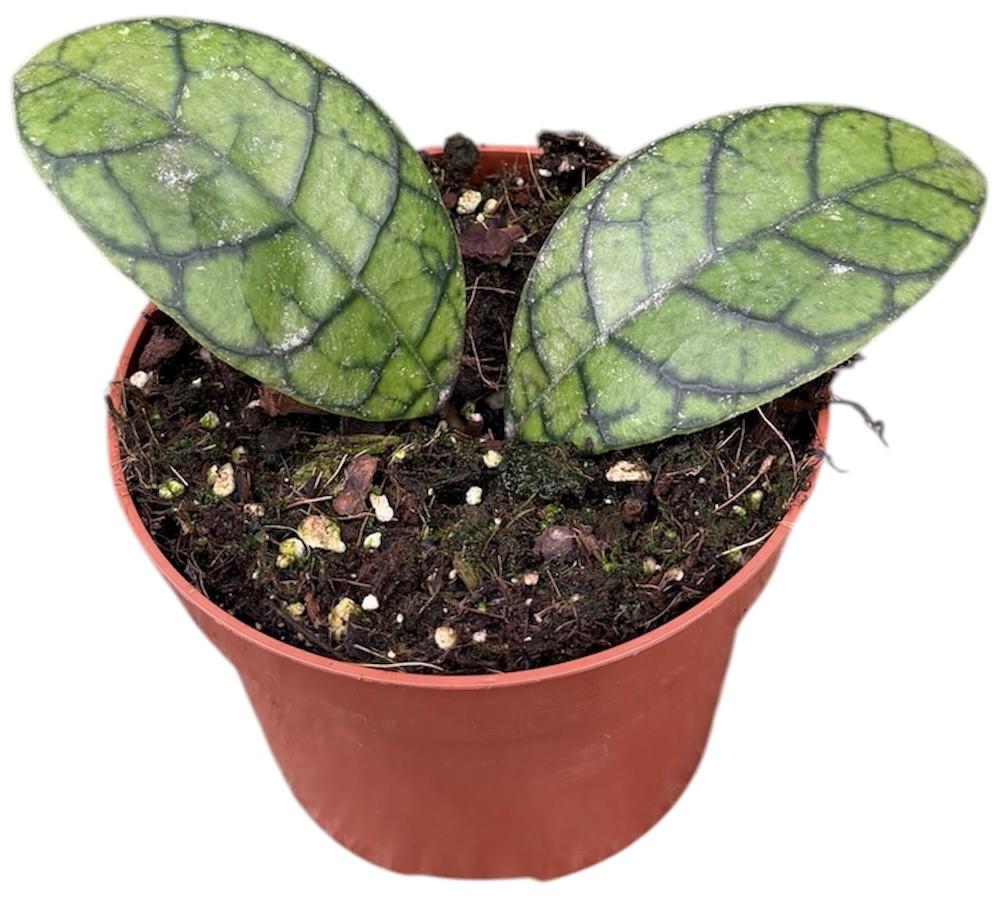 Горшечные цветы и растения оптом Hoya Ranauensis от 1шт из Голландии с доставкой по России