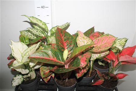 Горшечные цветы и растения оптом Aglao Gem 8 Srt от 10шт из Голландии с доставкой по России