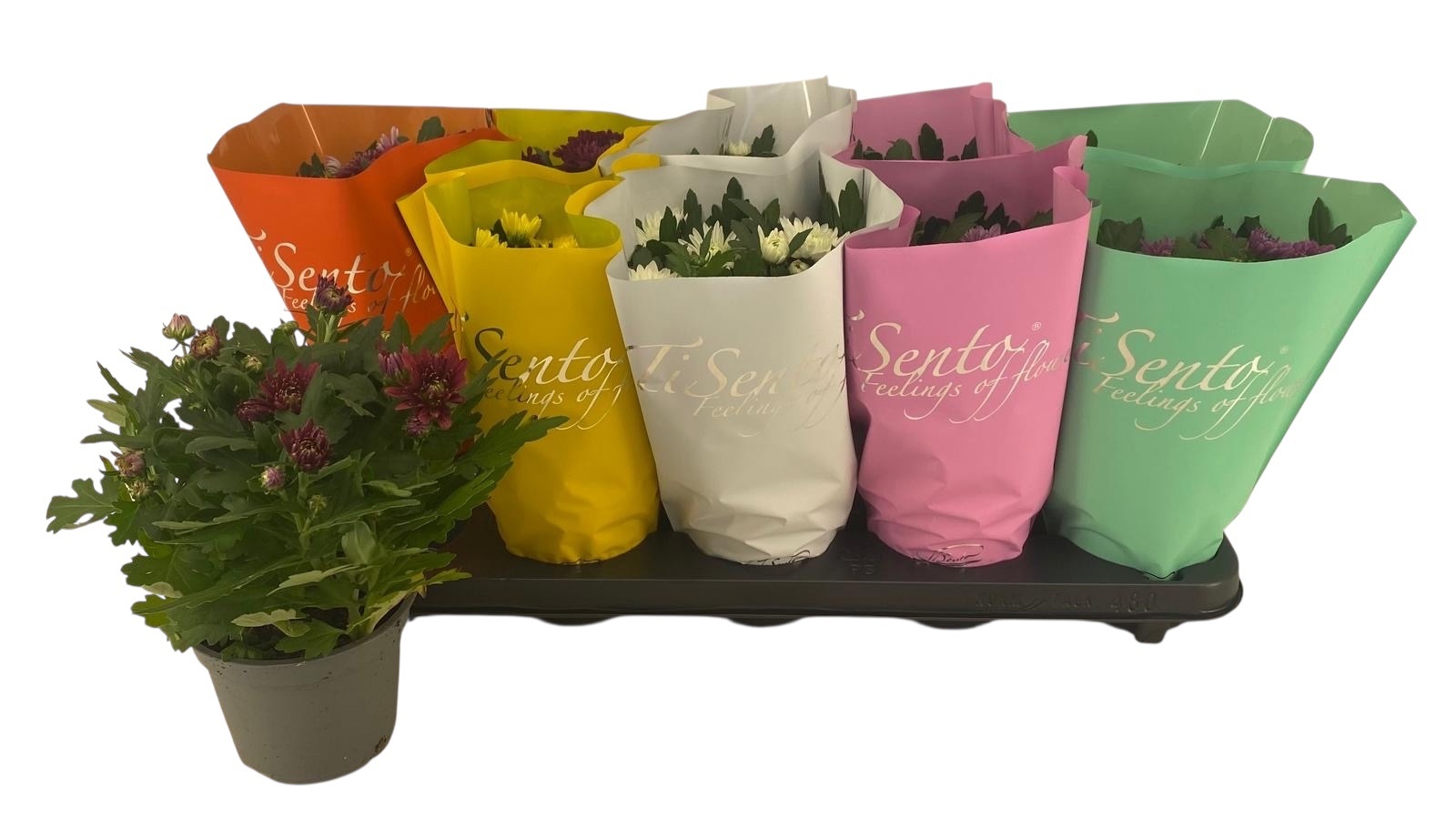 Горшечные цветы и растения оптом Chrys Gevuldbl Gem от 10шт из Голландии с доставкой по России