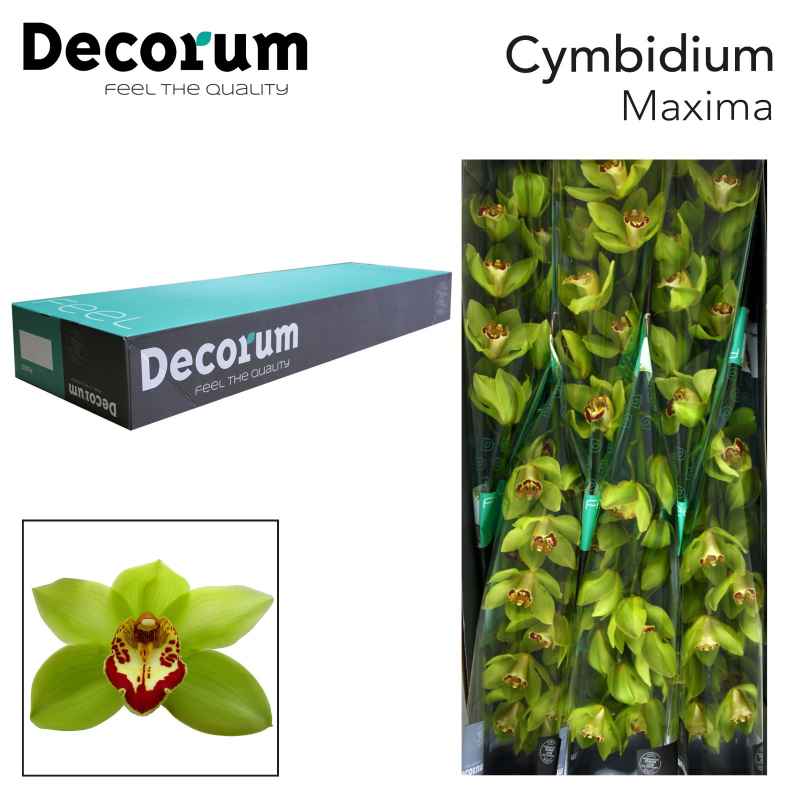 Срезанные цветы оптом Cymbidium green mrs maxima от 9шт из Голландии с доставкой по России