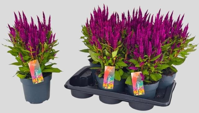 Горшечные цветы и растения оптом Cel Pl Kel Fire Purp от 6шт из Голландии с доставкой по России