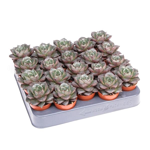 Горшечные цветы и растения оптом Echeveria Purpusorum от 20шт (для телеги) из Голландии с доставкой по России