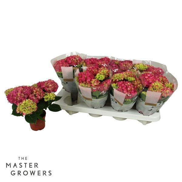 Горшечные цветы и растения оптом Hydrangea Ma Tabletensia Red 5+ от 8шт из Голландии с доставкой по России Горшечные цветы и растения оптом Hydrangea Ma Tabletensia Red 5+ от 8шт из Голландии с доставкой по России