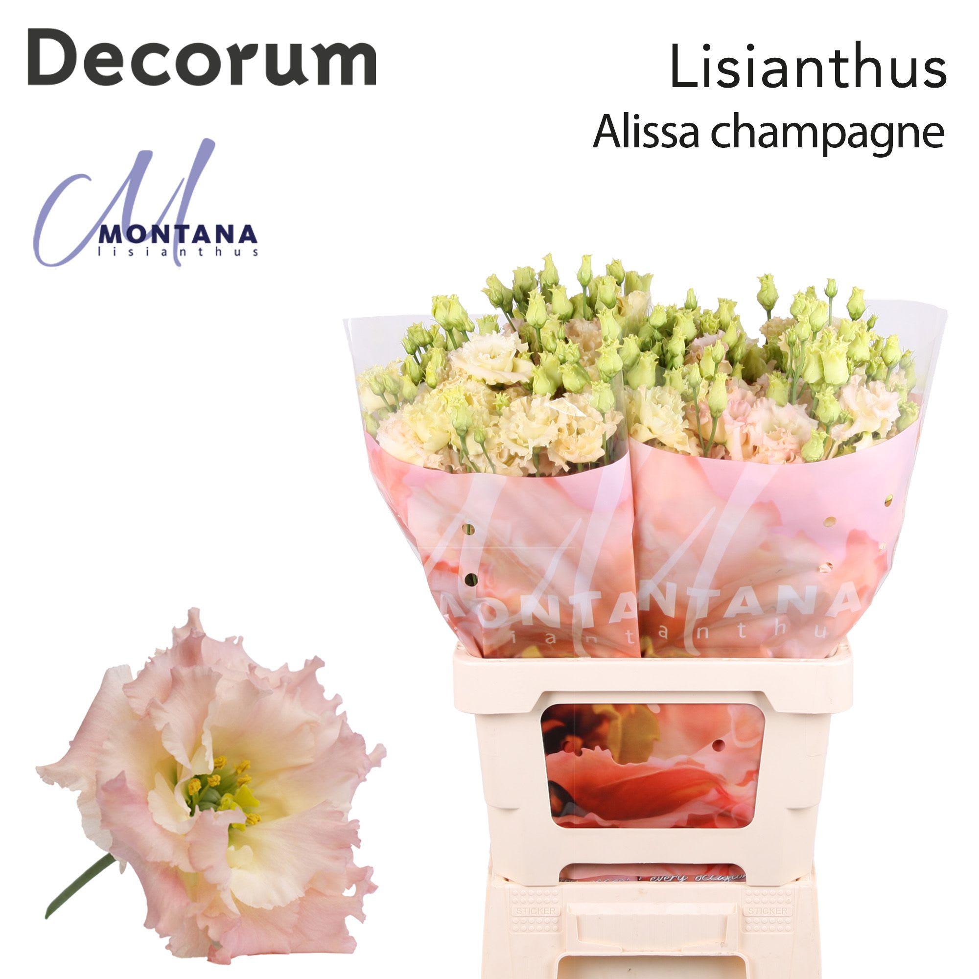 Срезанные цветы оптом Lisianthus do alissa champagne от 20шт из Голландии с доставкой по России