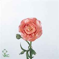 Срезанные цветы оптом Ranunculus elegance pink от 50шт из Голландии с доставкой по России