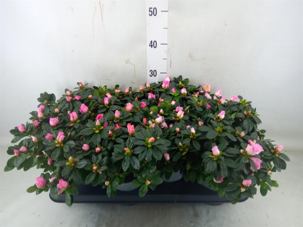 Горшечные цветы и растения оптом Azalea Mix от 8шт из Голландии с доставкой по России