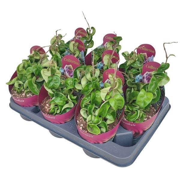 Горшечные цветы и растения оптом Hoya Carnosa Compacta Potcover от 9шт из Голландии с доставкой по России