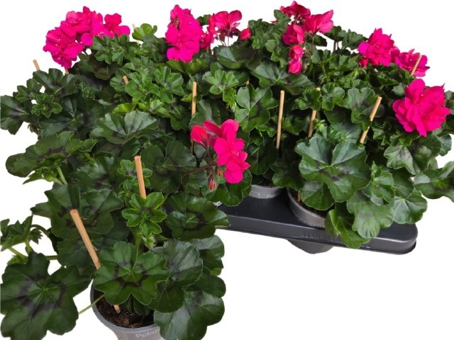 Горшечные цветы и растения оптом Pel Pelt P Molina от 12шт из Голландии с доставкой по России