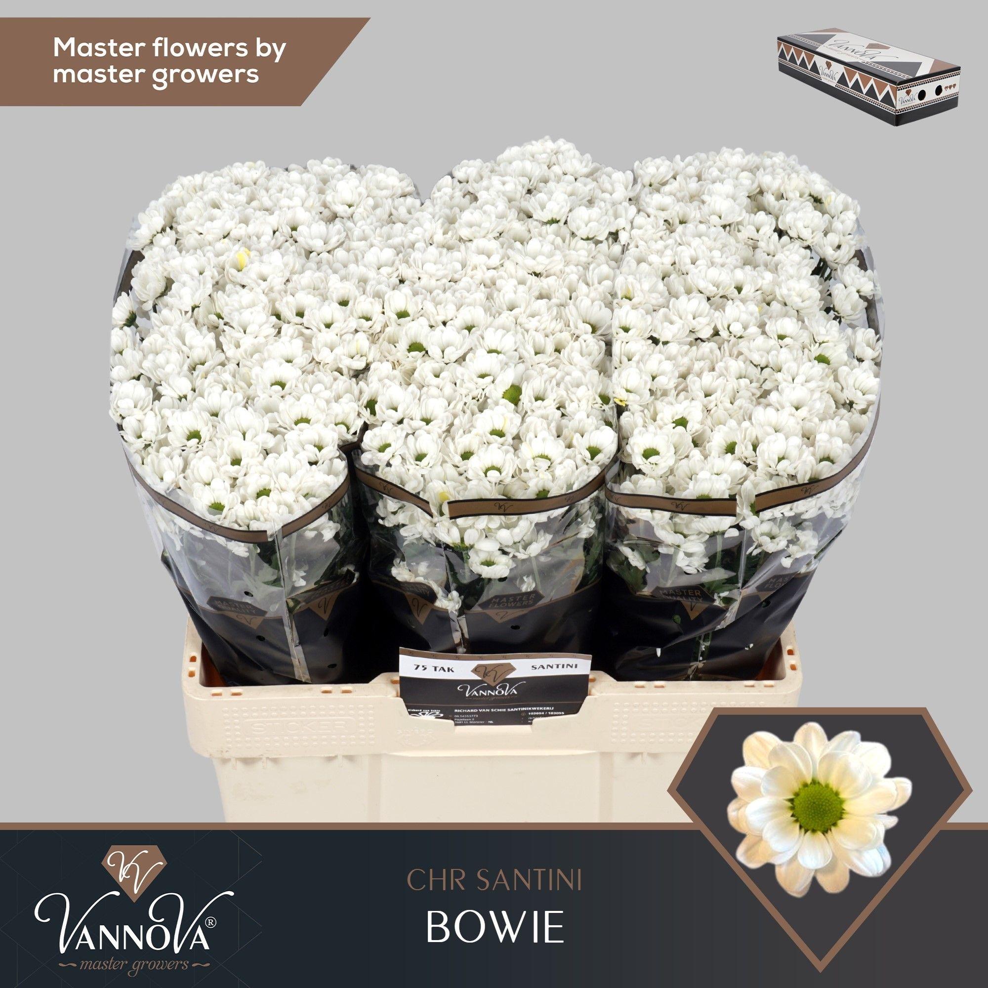 Срезанные цветы оптом Chrys sa bowie от 225шт из Голландии с доставкой по России