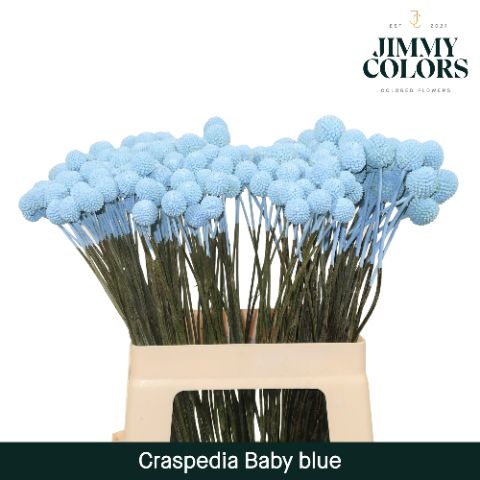 Срезанные цветы оптом Craspedia paint blue light от 50шт из Голландии с доставкой по России
