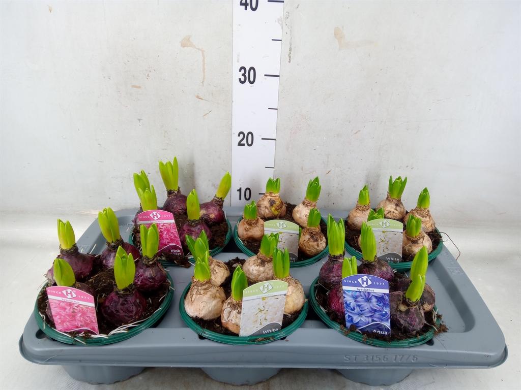 Горшечные цветы и растения оптом Hyacinthus Orie.   ...mix 3 от 6шт из Голландии с доставкой по России