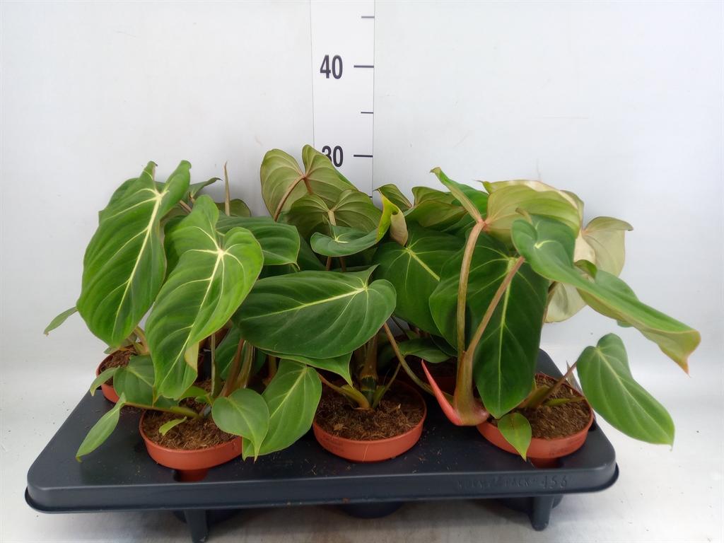 Горшечные цветы и растения оптом Philodendron Gloriosum от 6шт из Голландии с доставкой по России