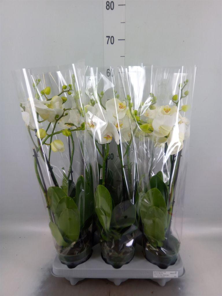 Горшечные цветы и растения оптом Phalaenopsis   ...white от 6шт' из Голландии с доставкой по России