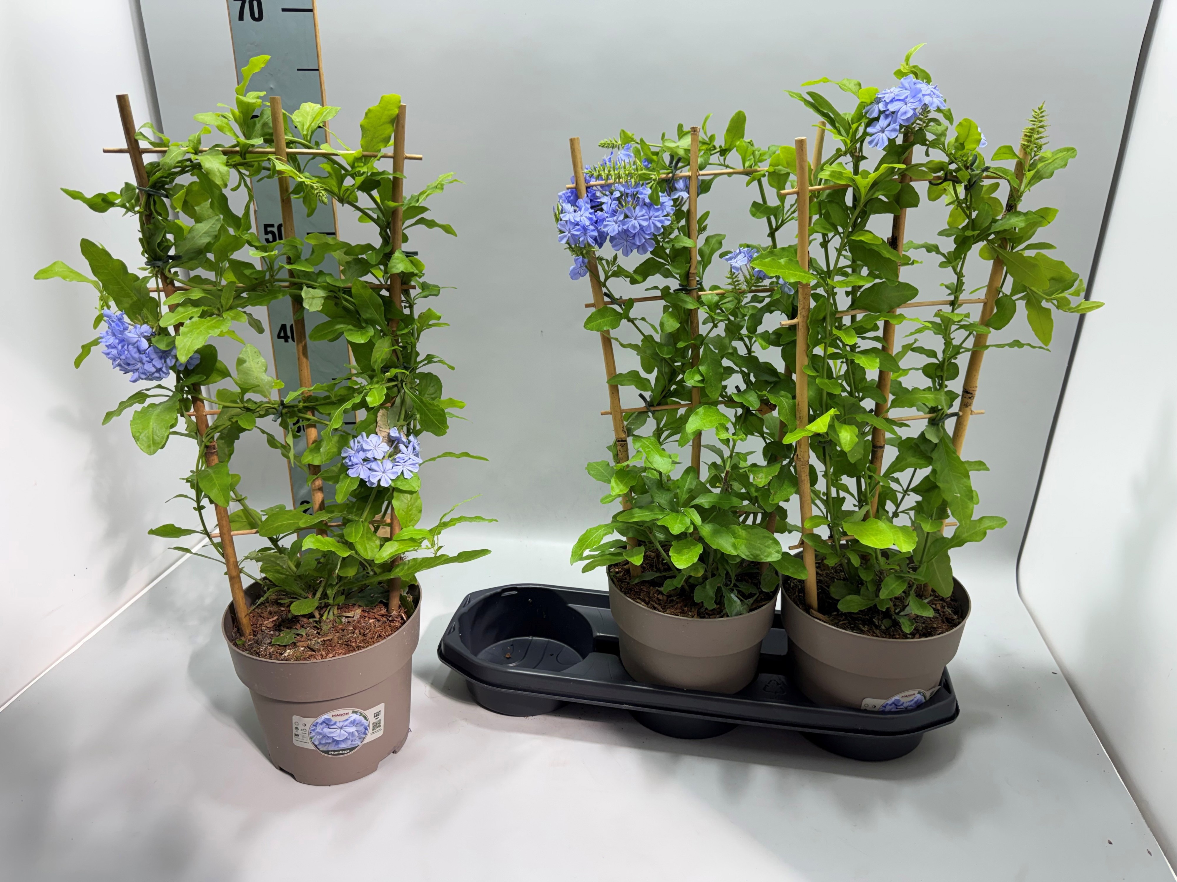Горшечные цветы и растения оптом Plumbago Auriculata от 3шт из Голландии с доставкой по России