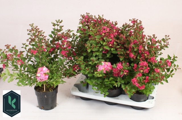 Горшечные цветы и растения оптом Lagerstr Indica от 6шт из Голландии с доставкой по России