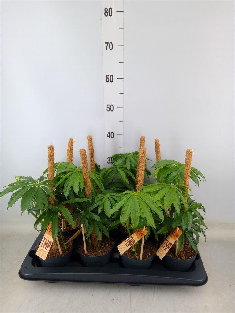 Горшечные цветы и растения оптом Anthurium   ... от 8шт из Голландии с доставкой по России