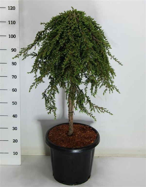 Горшечные цветы и растения оптом Juniperus Comm Greenmantle On Stem от 1шт из Голландии с доставкой по России