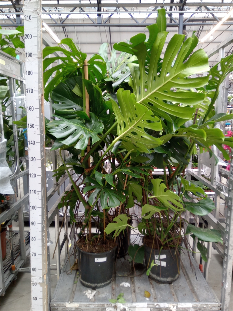 Горшечные цветы и растения оптом Monstera Delic. от 1шт из Голландии с доставкой по России