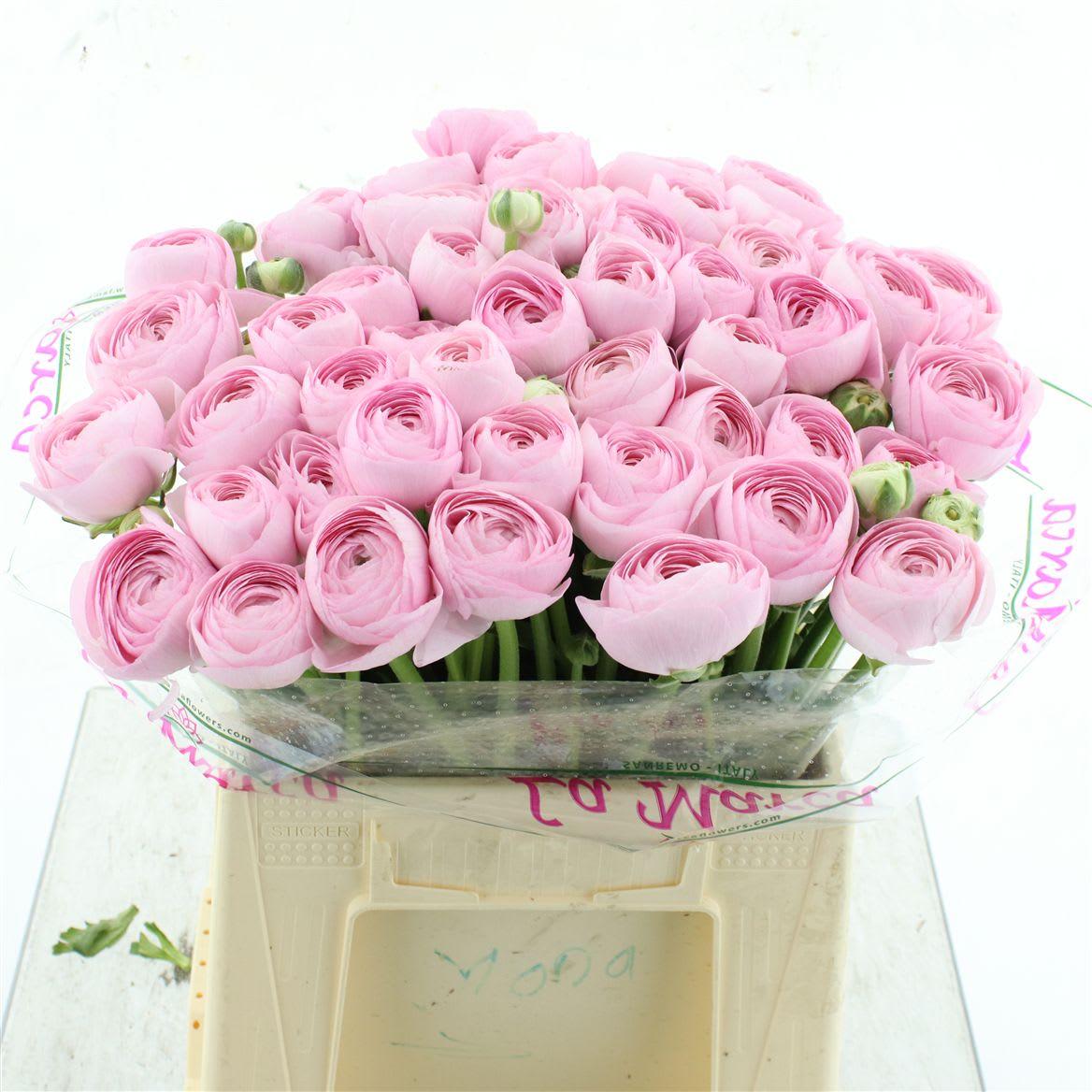 Срезанные цветы оптом Ranunculus clooney hanoi pink extra от 50шт из Голландии с доставкой по России