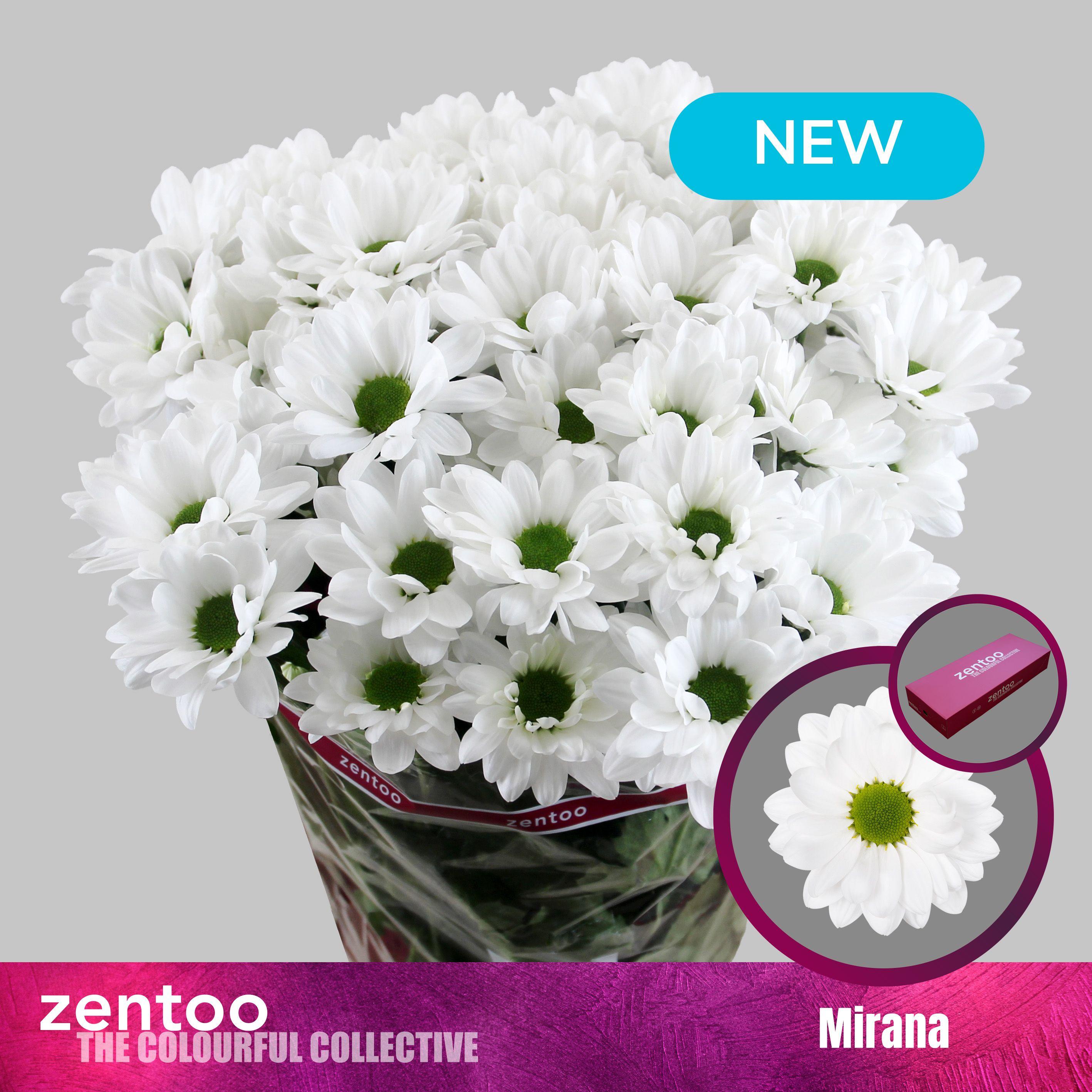 Срезанные цветы оптом Chrys sp mirana от 80шт из Голландии с доставкой по России