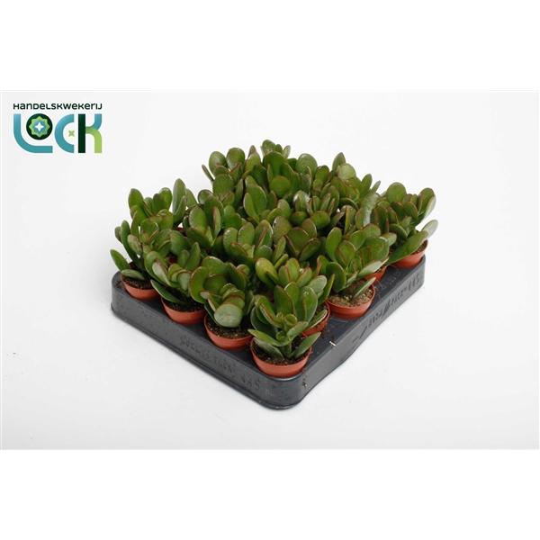 Горшечные цветы и растения оптом Crassula Argentea от 20шт (для телеги) из Голландии с доставкой по России