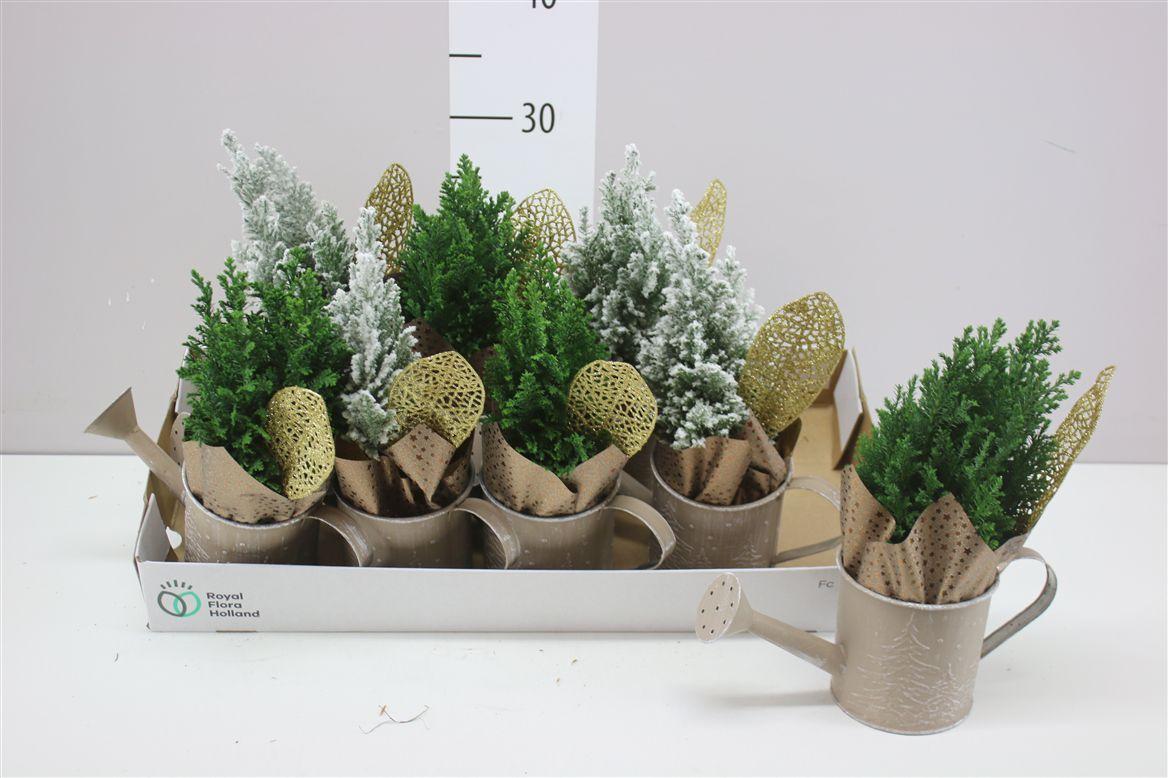 Горшечные цветы и растения оптом Chamaecyparis La Ellwoodii Snow Green Zink Gieter от 8шт из Голландии с доставкой по России