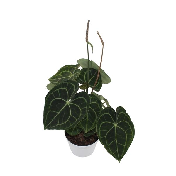 Горшечные цветы и растения оптом Anthurium Clarinervium от 6шт из Голландии с доставкой по России