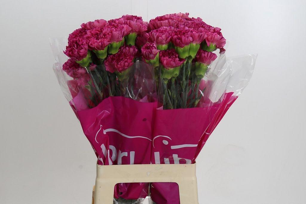 Срезанные цветы оптом Dianthus st bernard от 80шт из Голландии с доставкой по России