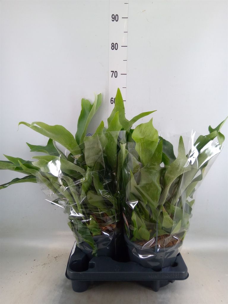 Горшечные цветы и растения оптом Platycerium Bifurc. от 2шт из Голландии с доставкой по России