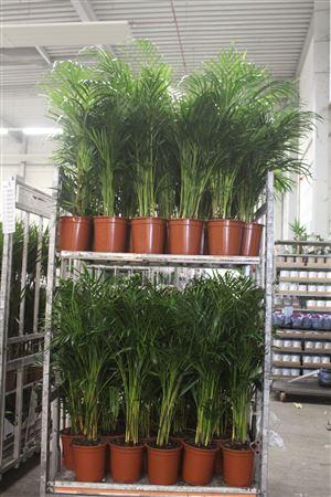 Горшечные цветы и растения оптом Dypsis Lutescens 25pp от 1шт из Голландии с доставкой по России