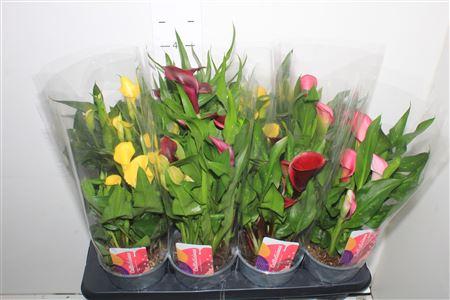 Горшечные цветы и растения оптом Zant Gem 3-4++ * Spring Deal * от 8шт из Голландии с доставкой по России