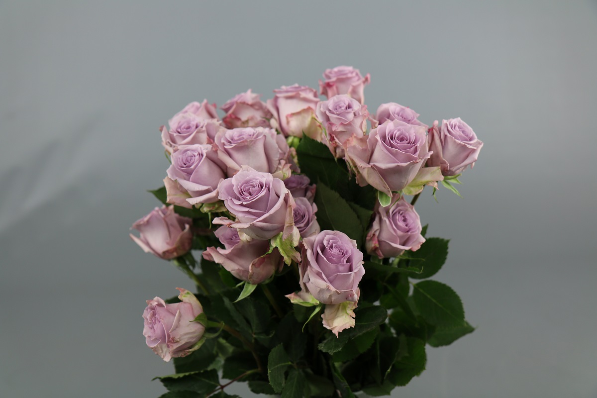 Срезанные цветы оптом Rosa ec ocean song от 50шт. из Голландии с доставкой по России